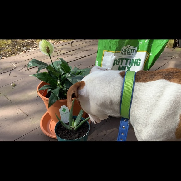 Meet your Posher, Zaria - Picture 3 of 4